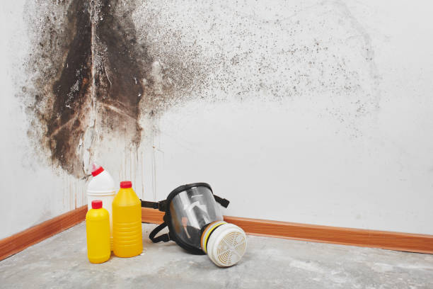 Mold Testing and Removal in Central Heights Midland City, AZ