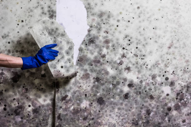 Best Same-Day Mold Removal  in Central Heights Midland City, AZ