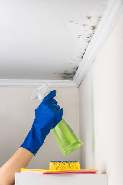 Crawl Space Mold Removal in Central Heights Midland City, AZ