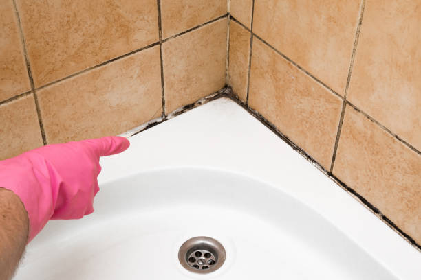 Best Professional Mold Removal  in Central Heights Midland City, AZ